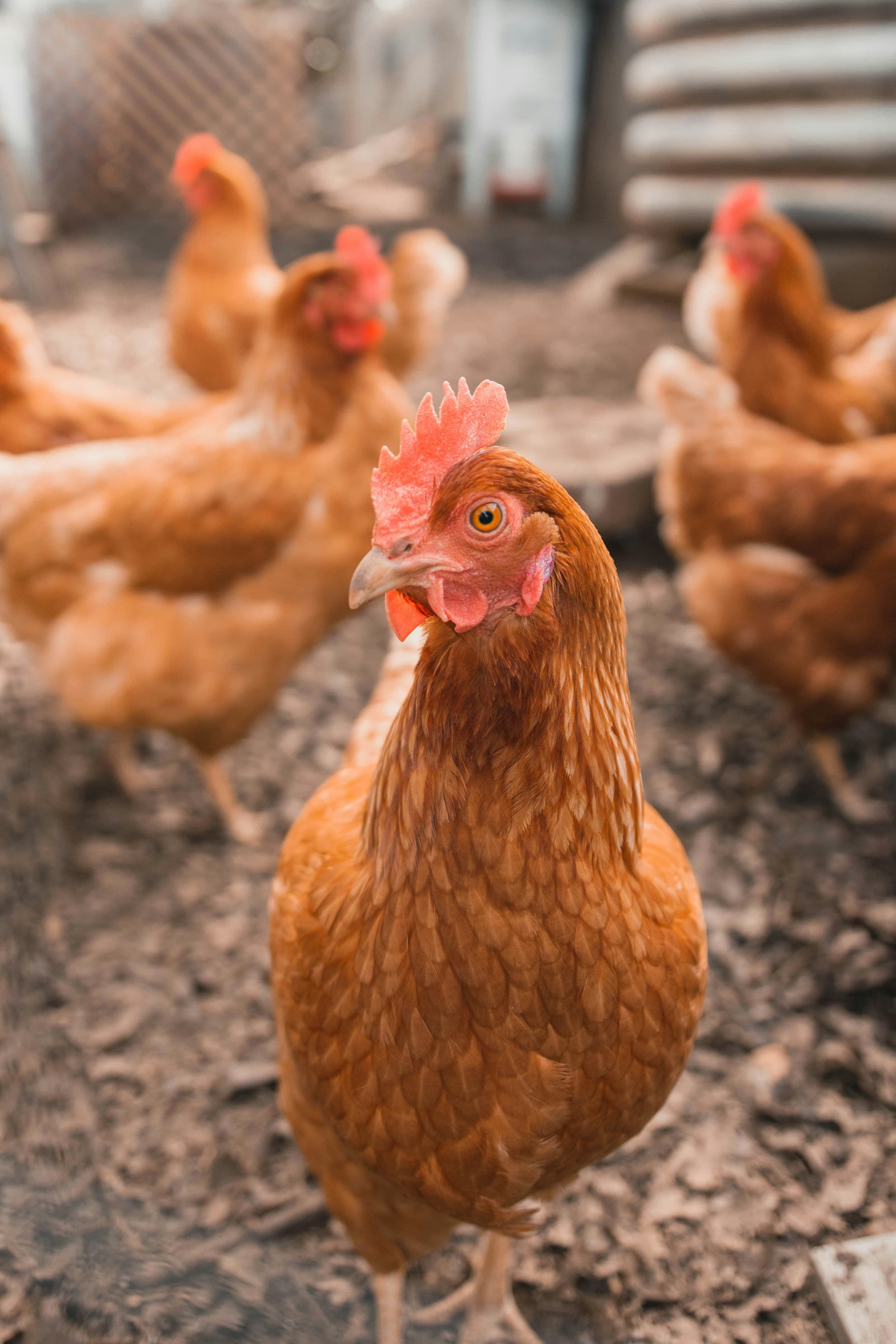Pasture-raised chicken from Dan Farm Ltd