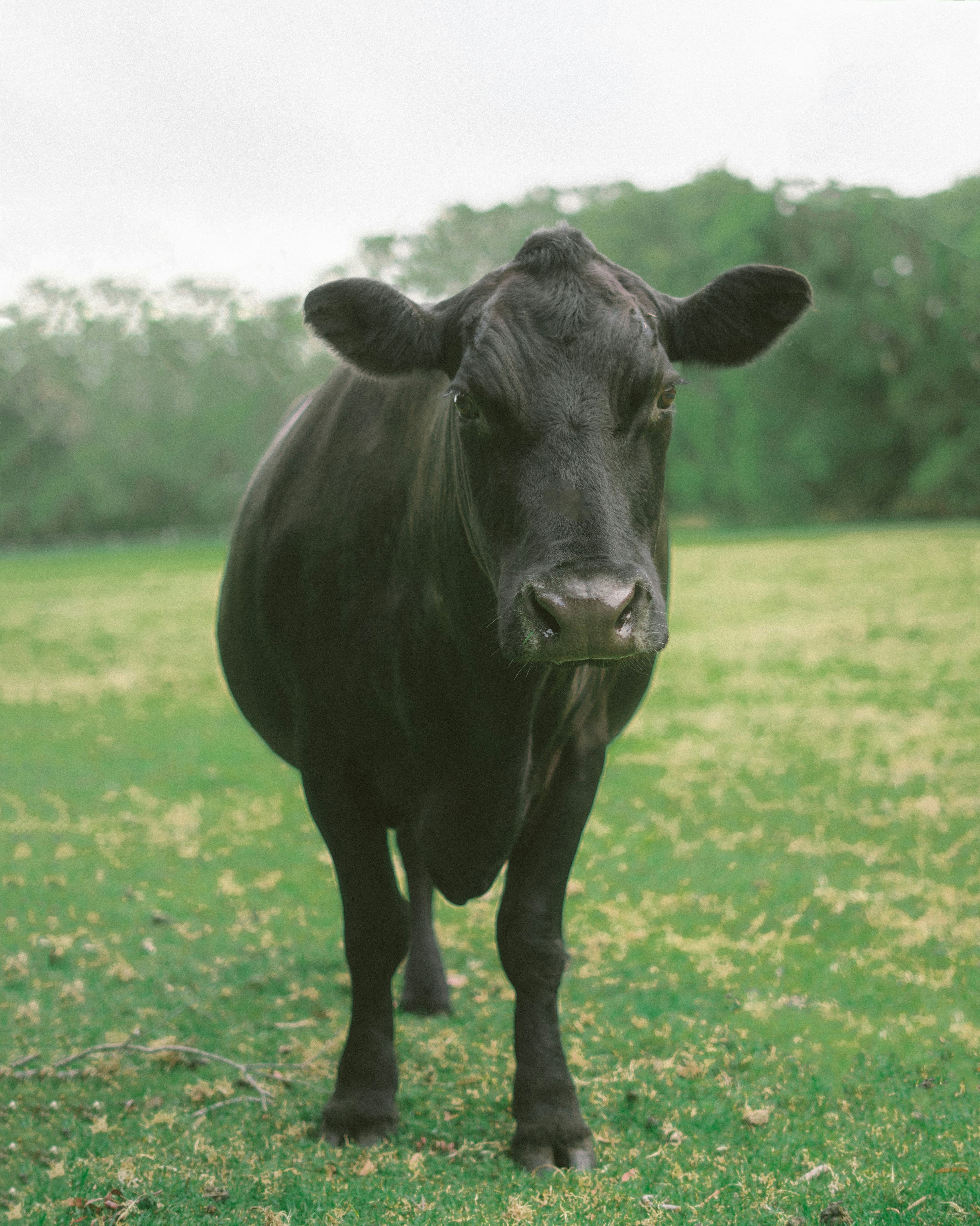 Cattle at Dan Farm Ltd, Tongatapu
