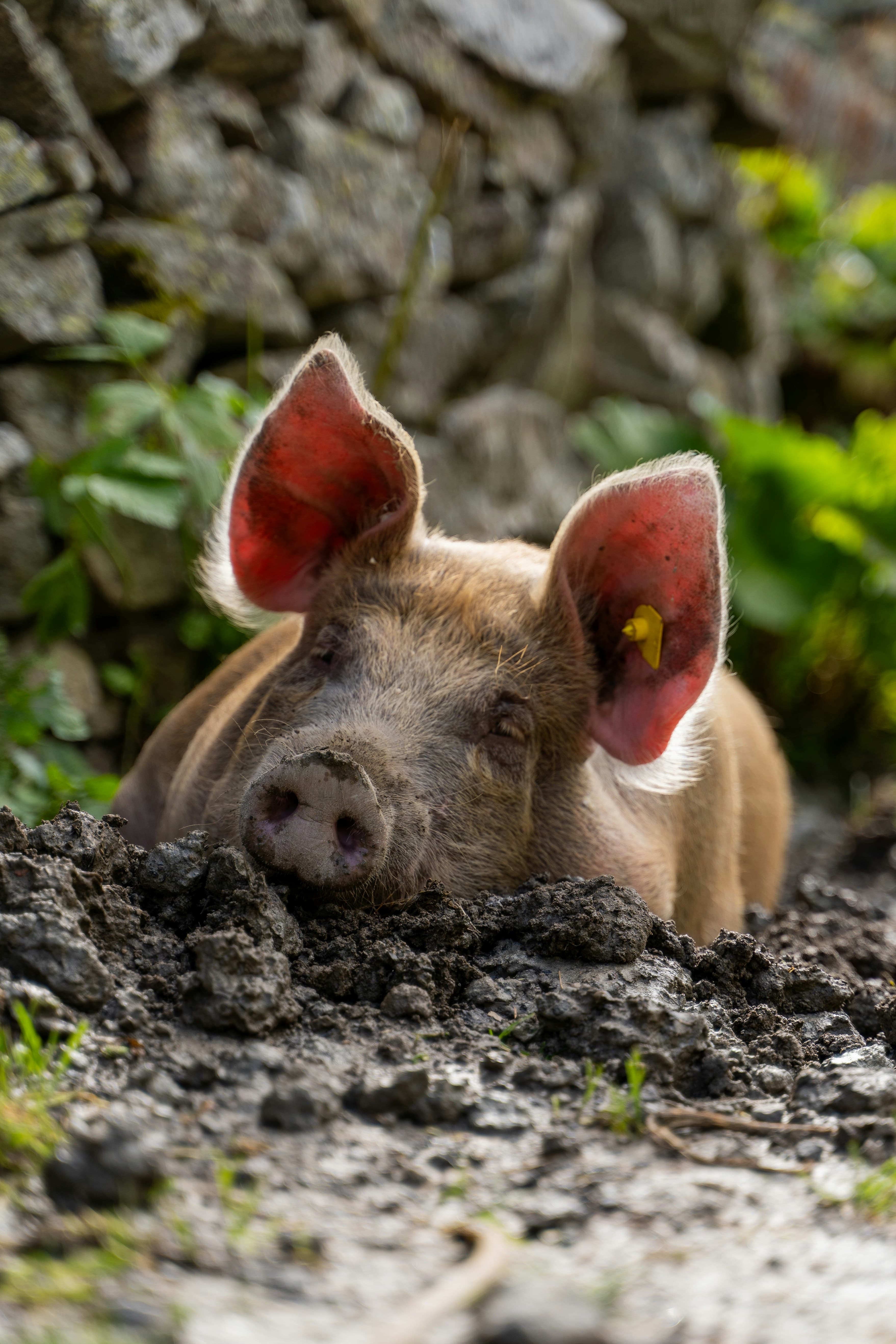 Pigs at Dan Farm Ltd, Tongatapu