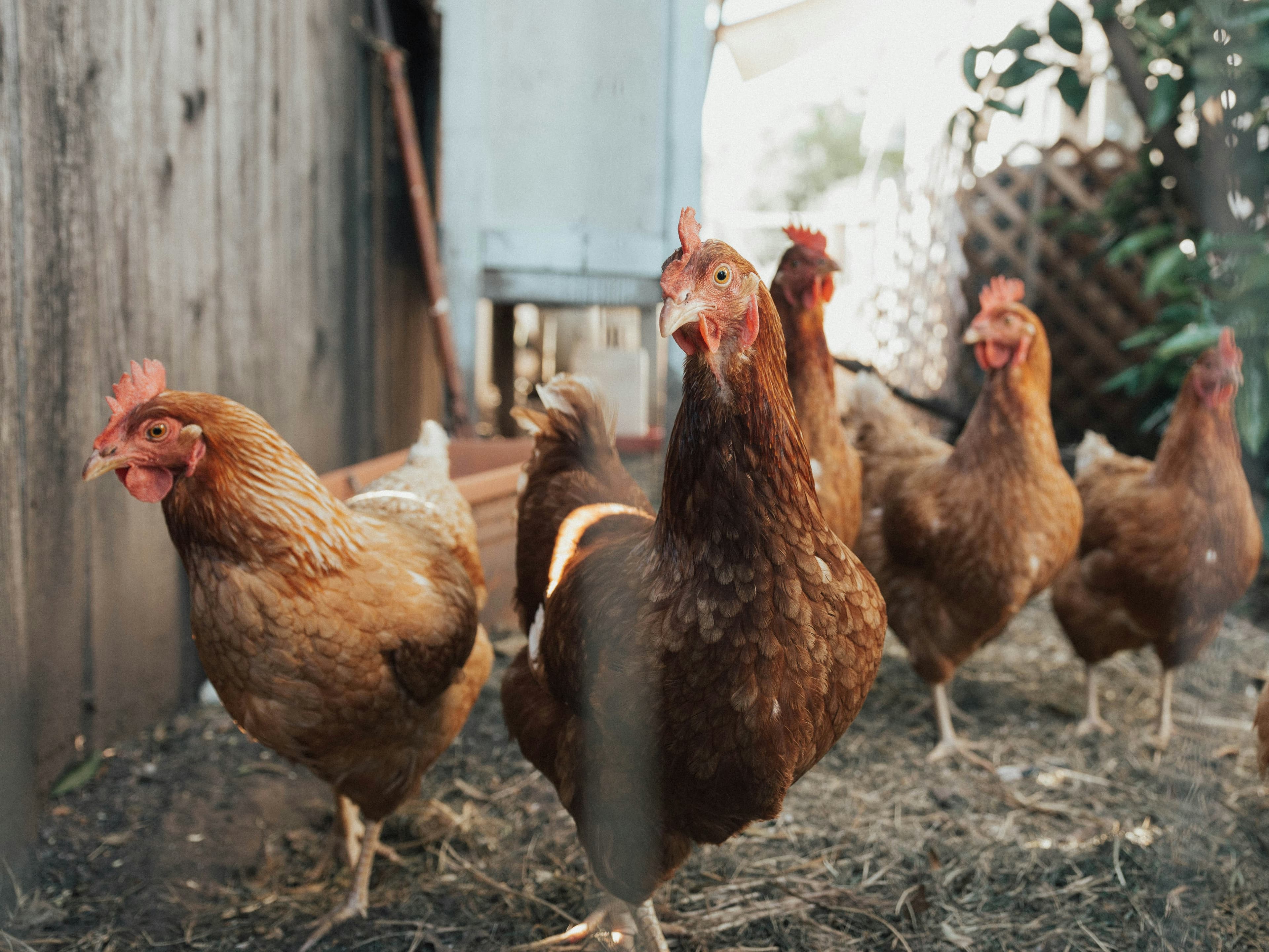 Pasture-raised chicken from Dan Farm Ltd