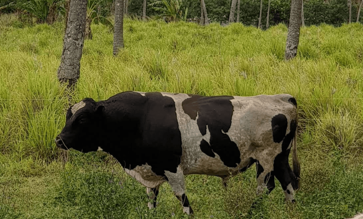 Cattle at Dan Farm Ltd, Tongatapu