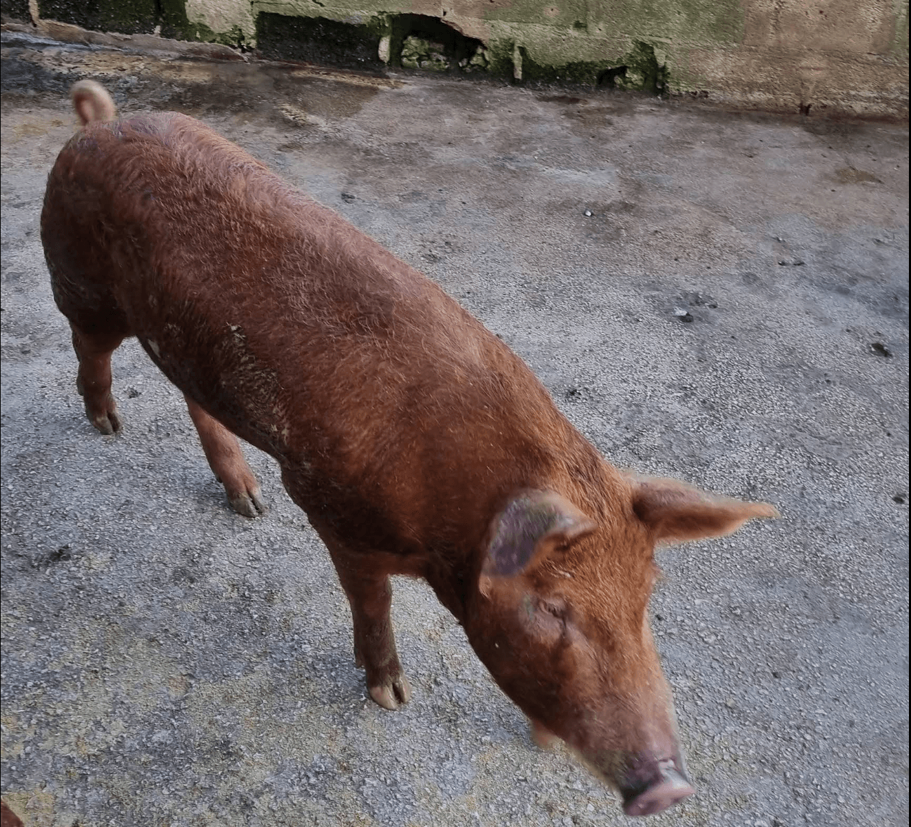 Pigs at Dan Farm Ltd, Tongatapu